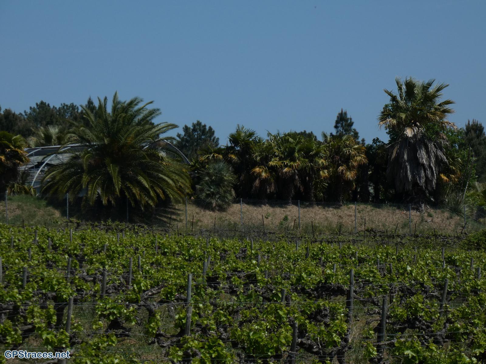 La palmeraie de la Bouscarasse