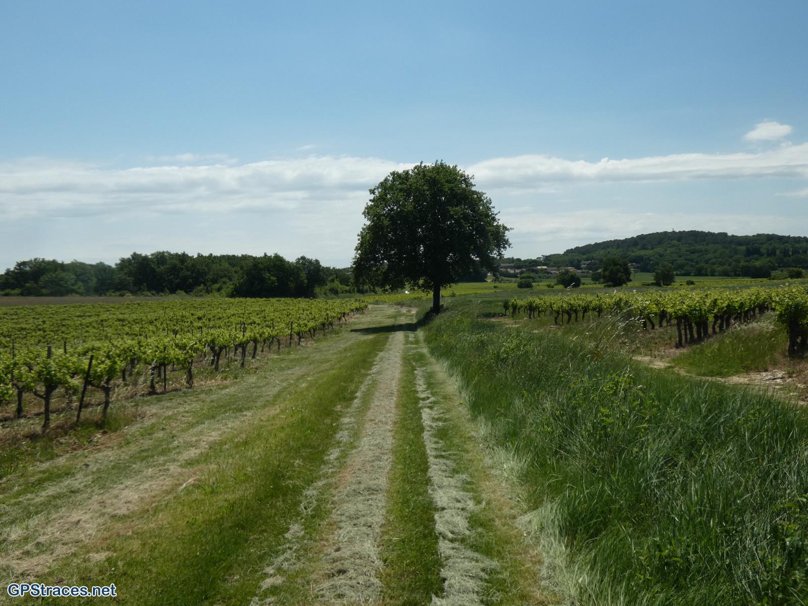 Gard-De St-Maurice de Cazevielle à St-Dezéry–5