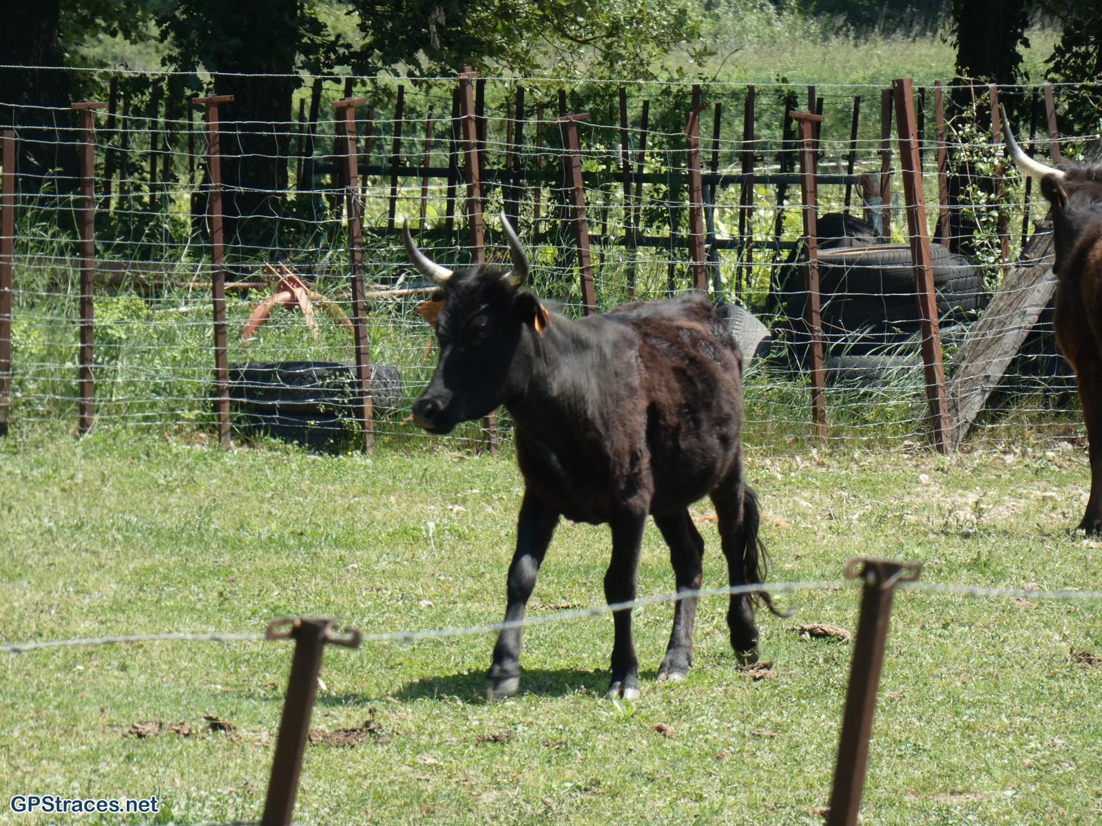 Gard-De St-Maurice de Cazevielle à St-Dezéry–8