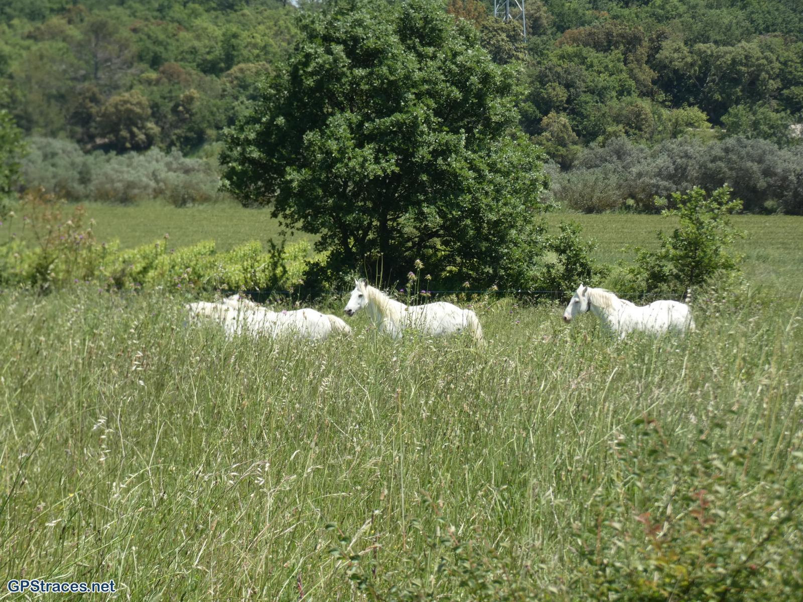 Gard-De St-Maurice de Cazevielle à St-Dezéry–20