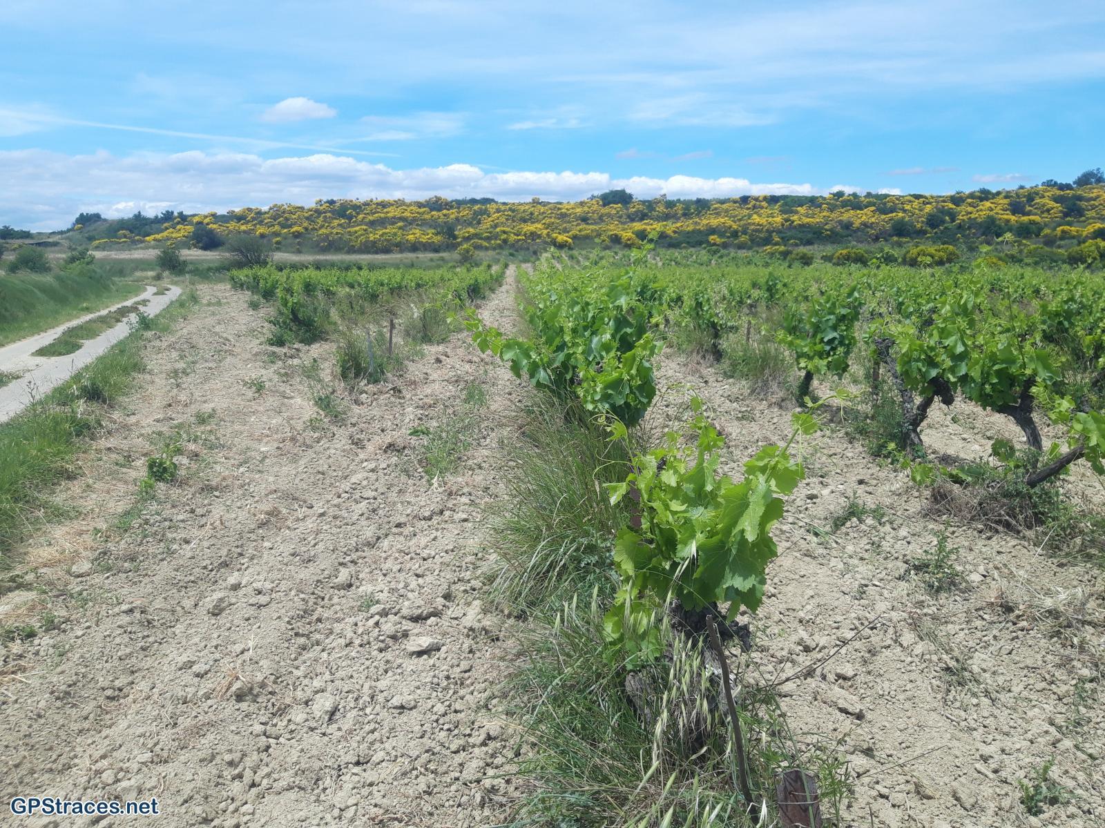 Gard-Théziers - Montfrin - Ruchers de Montagnac–1