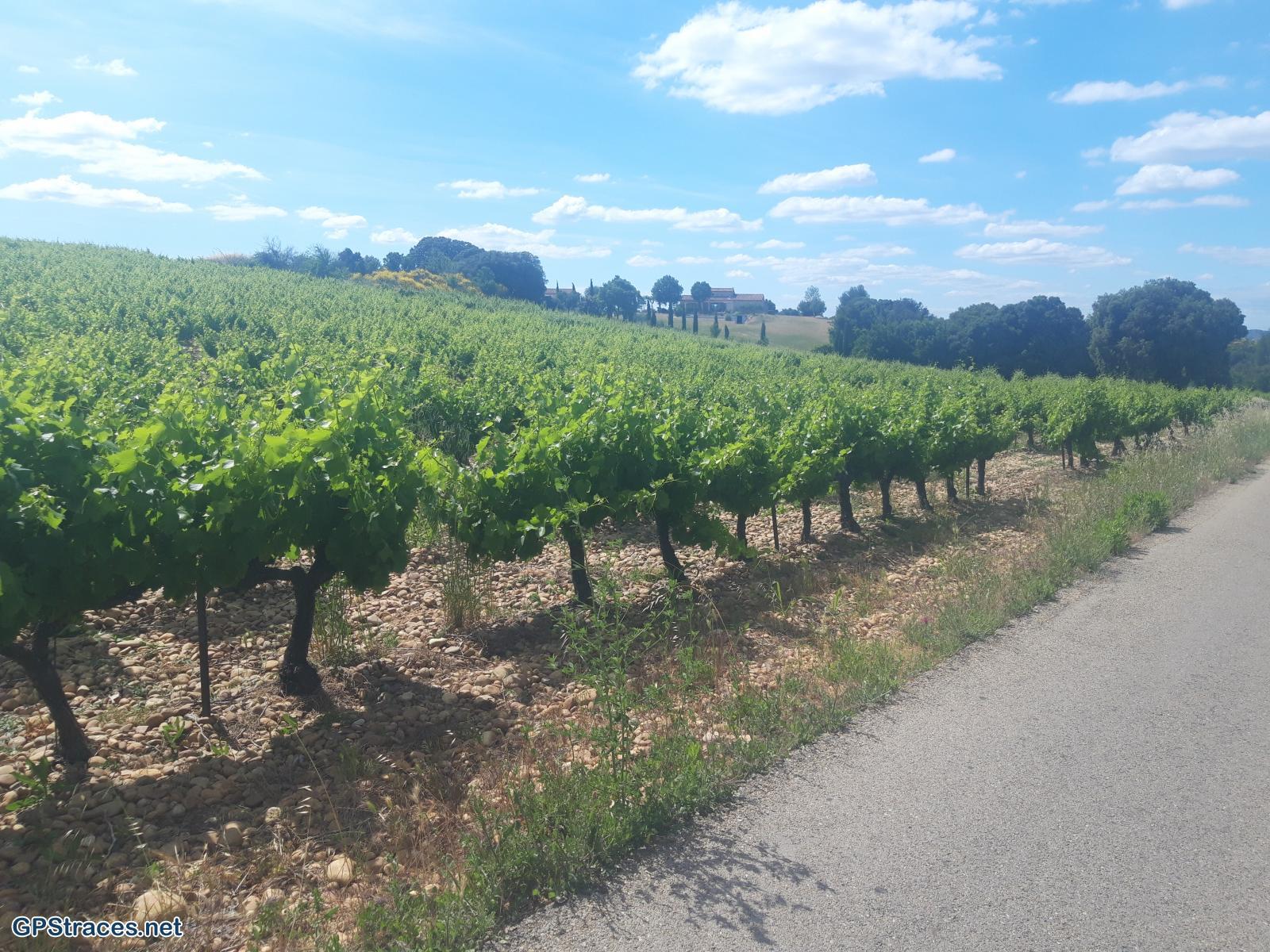 Gard-Théziers - Montfrin - Ruchers de Montagnac–12