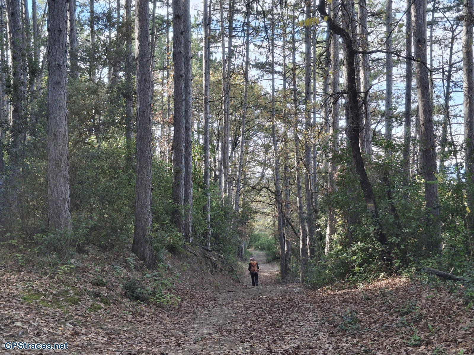 La forêt de pins