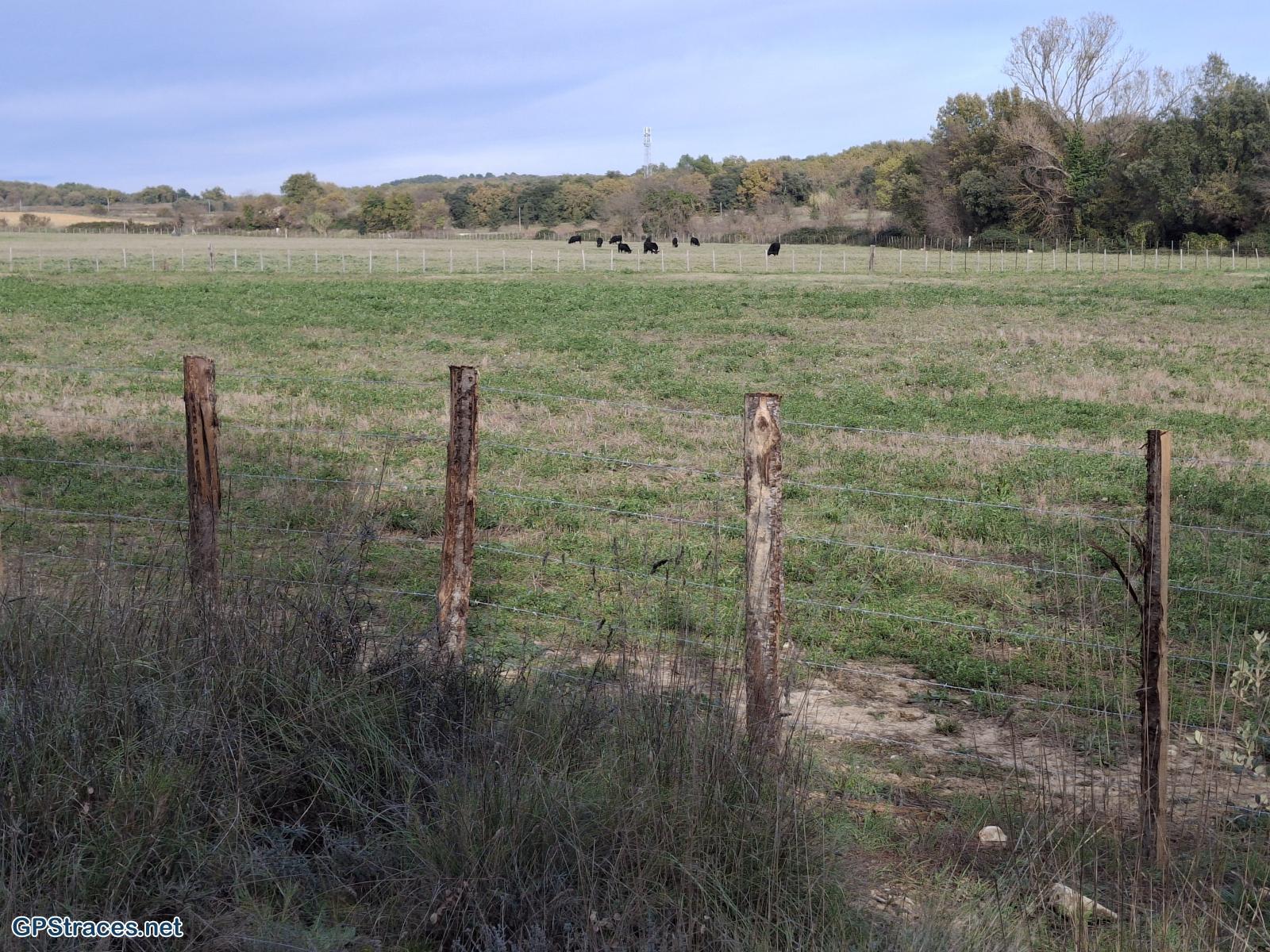 Un élevage de taureaux