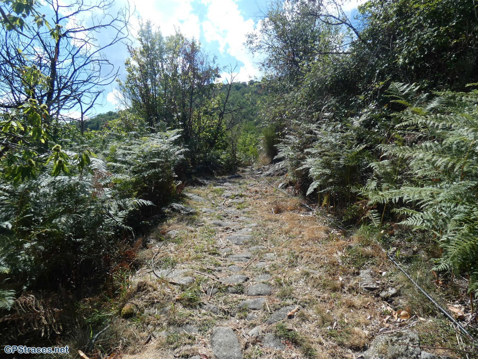 Lozère-Pied de Borne - La Vialle–1