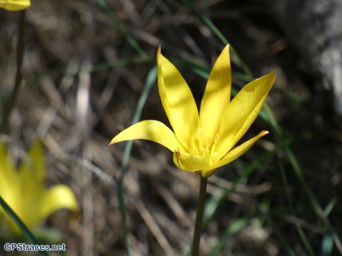 Lozère-Vialas-Gourdouze-Rochers de Trenze–11