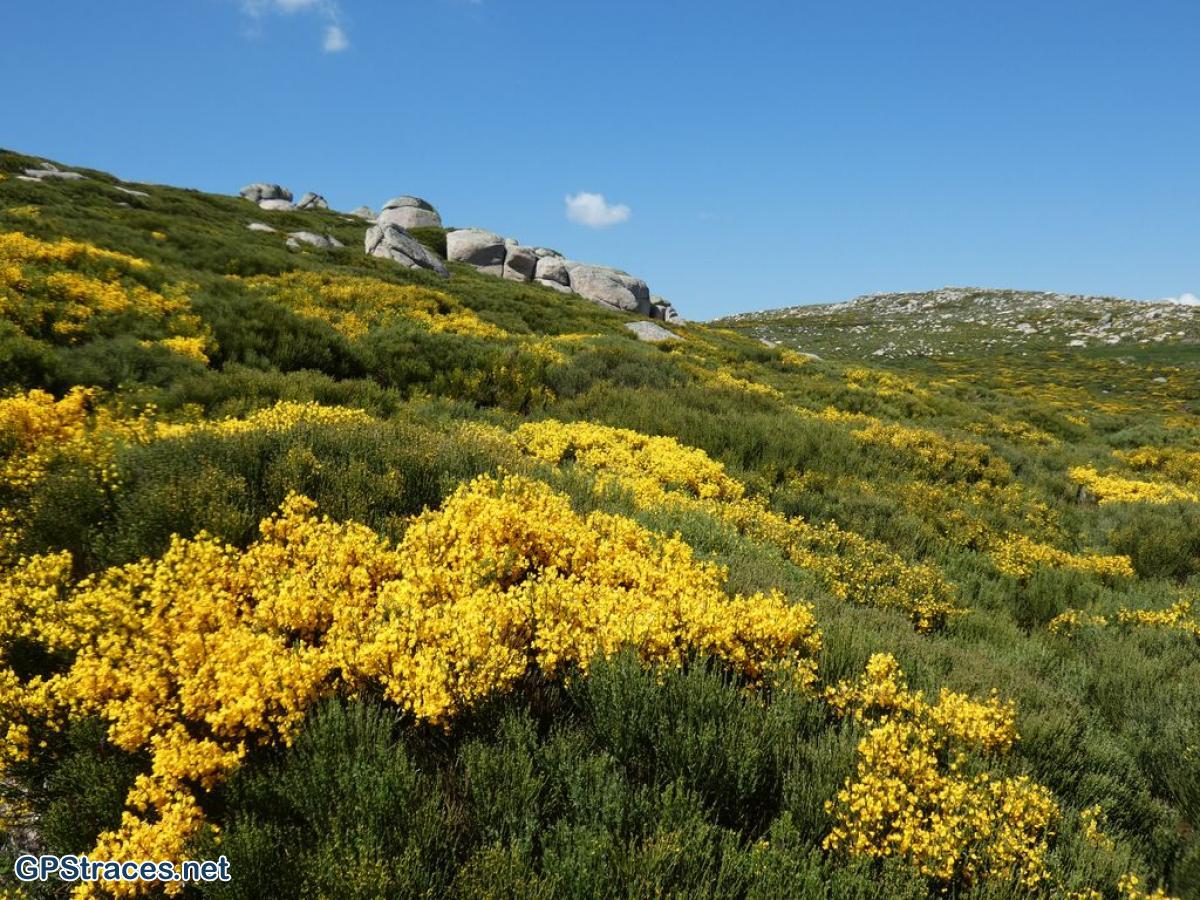 Rochers de Trenze, lande de genêts