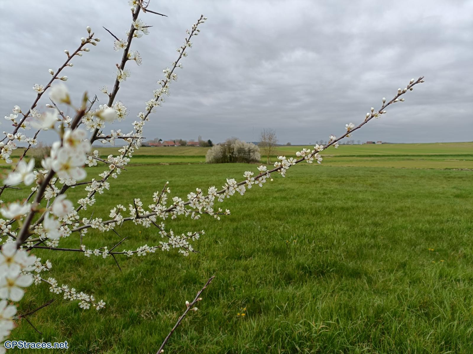 Nord-Sentier des jacinthes St-Jans-Cappel 001–3
