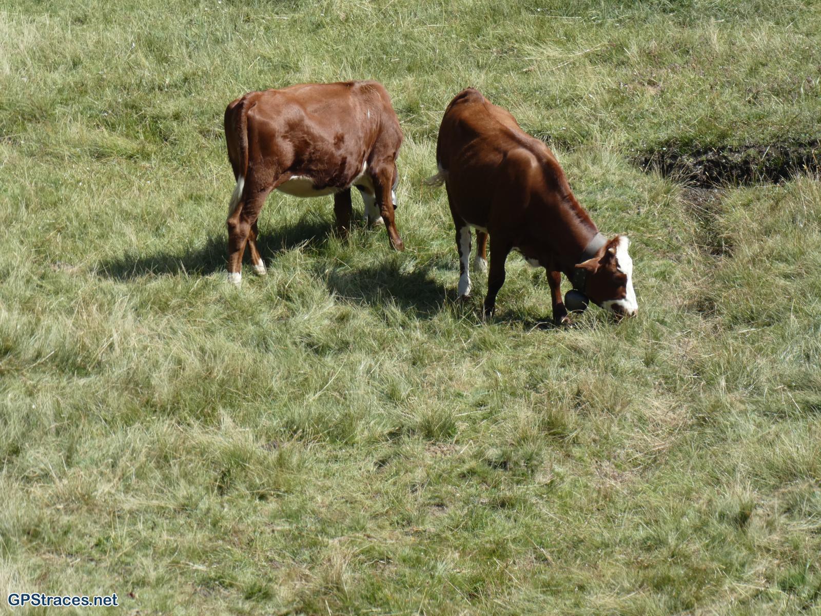 Haute Savoie-Le Grand Croisse-Baulet–5