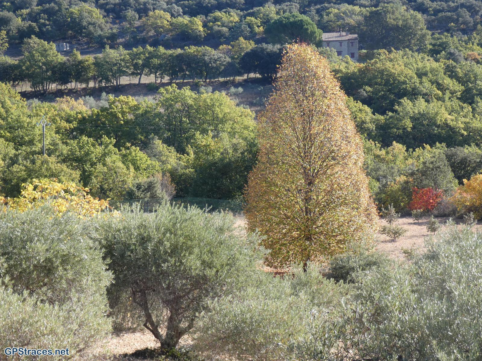 Vaucluse-Les aiguiers de Travignon et d'Auribeau–2