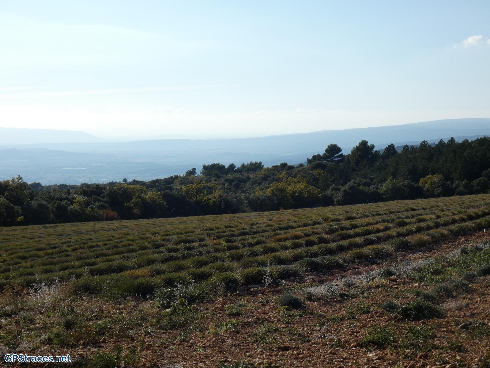 Vaucluse-Les aiguiers de Travignon et d'Auribeau–15
