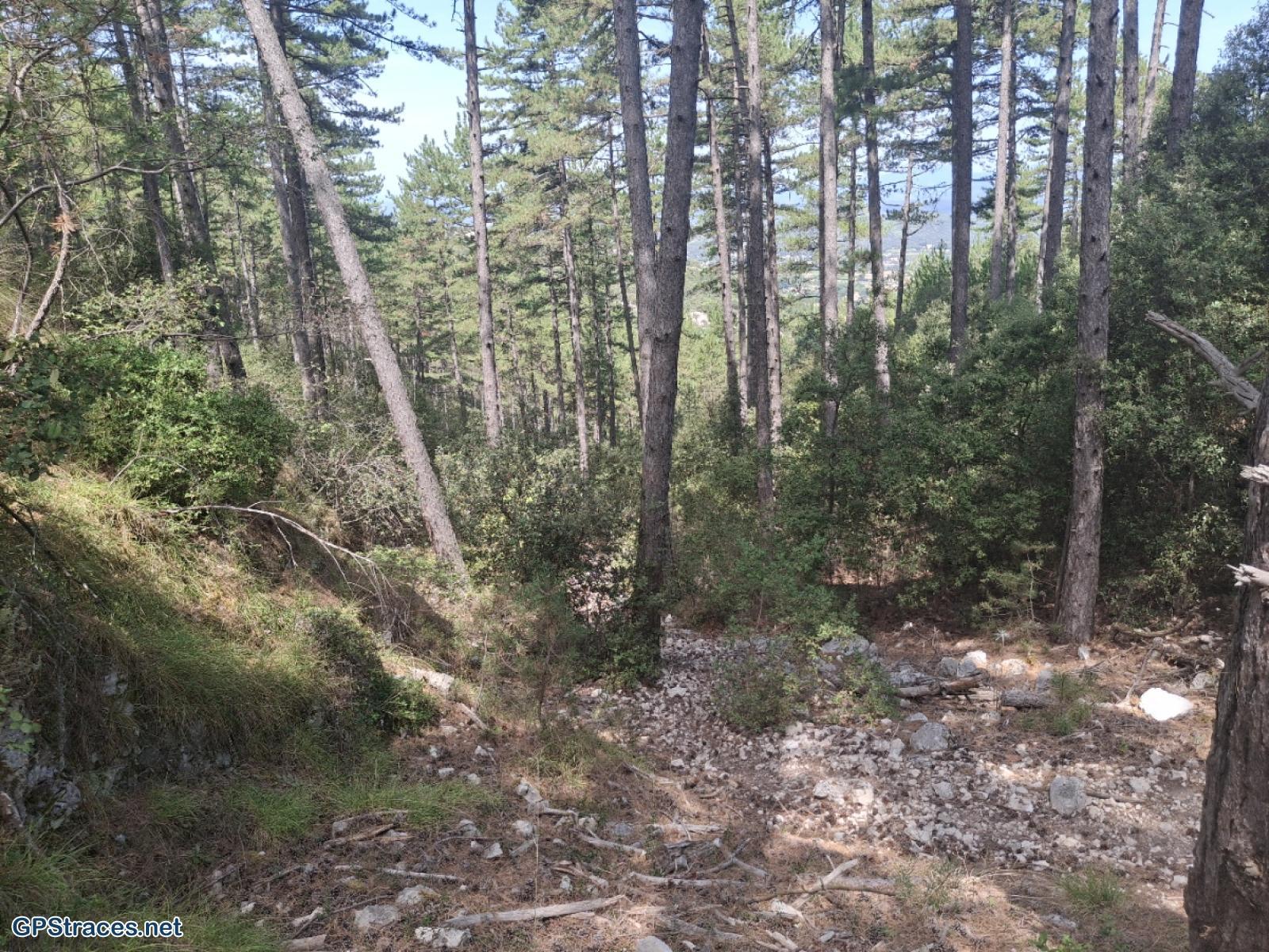 En forêt