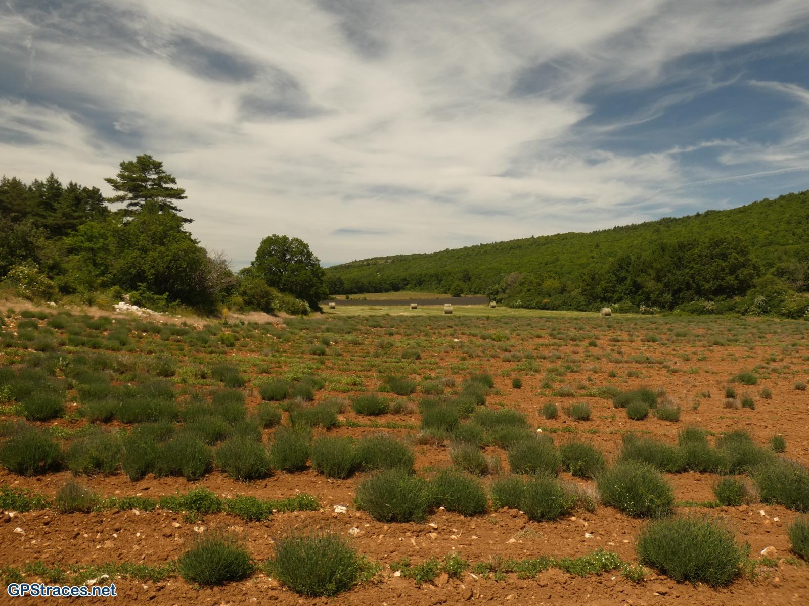 Vaucluse-Champ Long - Croix de la lavande–14