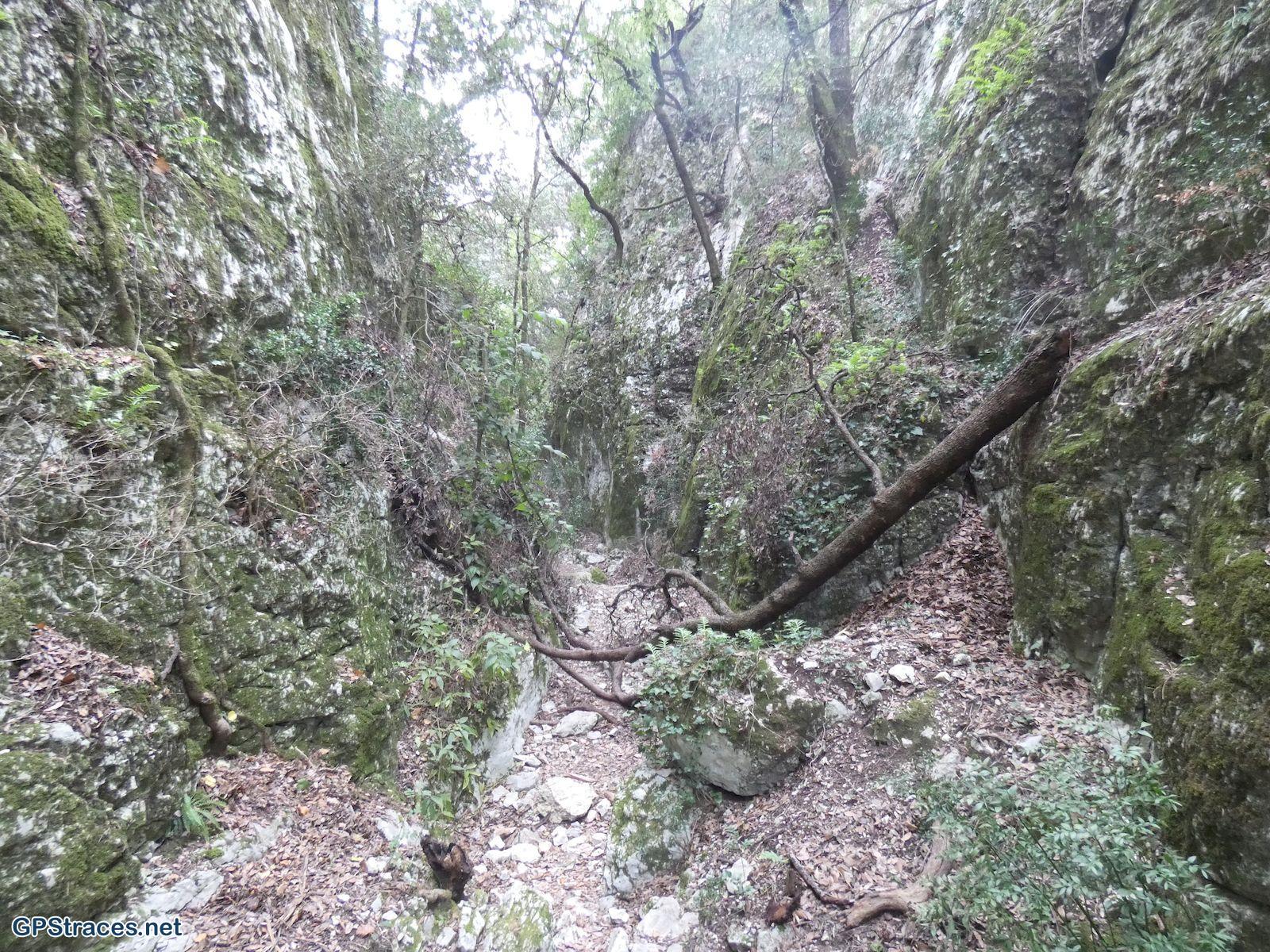 Dans la combe de Lioux