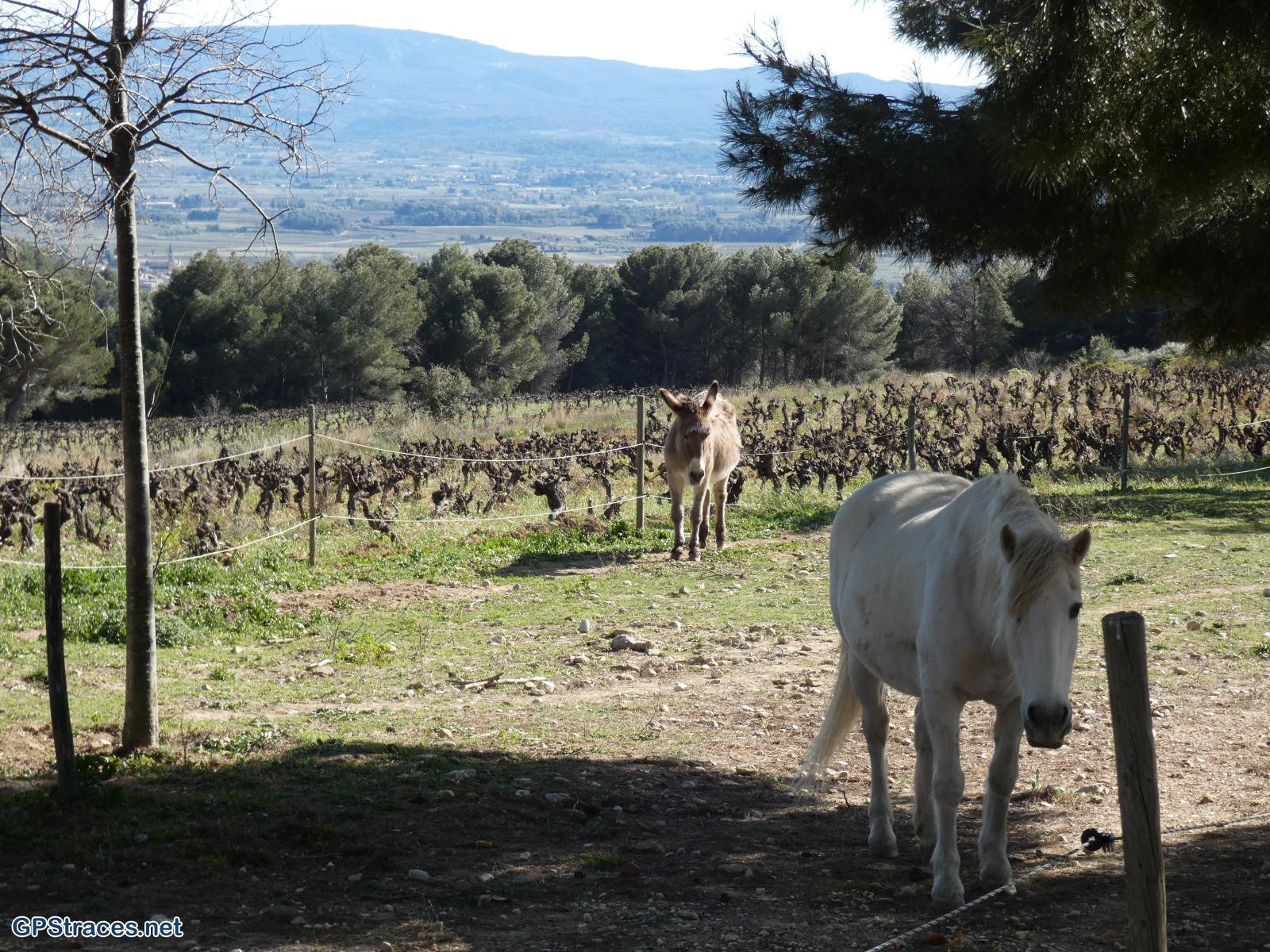 Vaucluse-Crillon Le Brave - Rocher de la Madeleine - Les Trois Termes–15