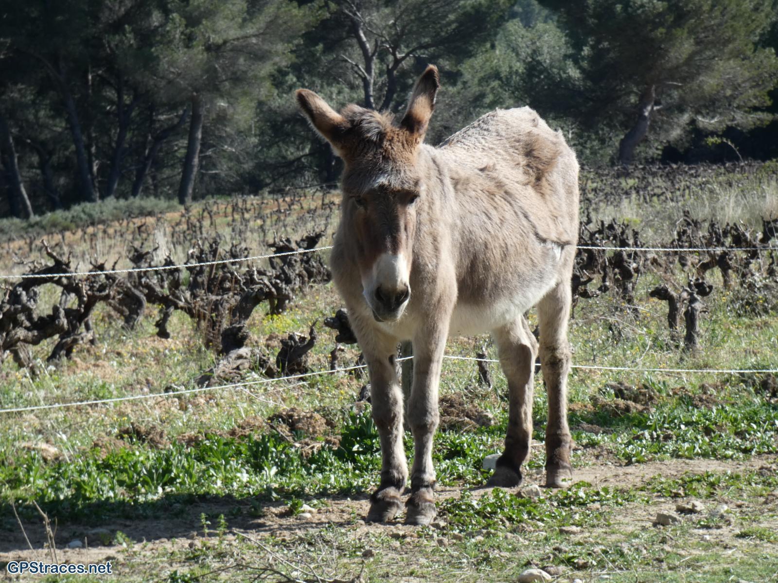 Vaucluse-Crillon Le Brave - Rocher de la Madeleine - Les Trois Termes–16