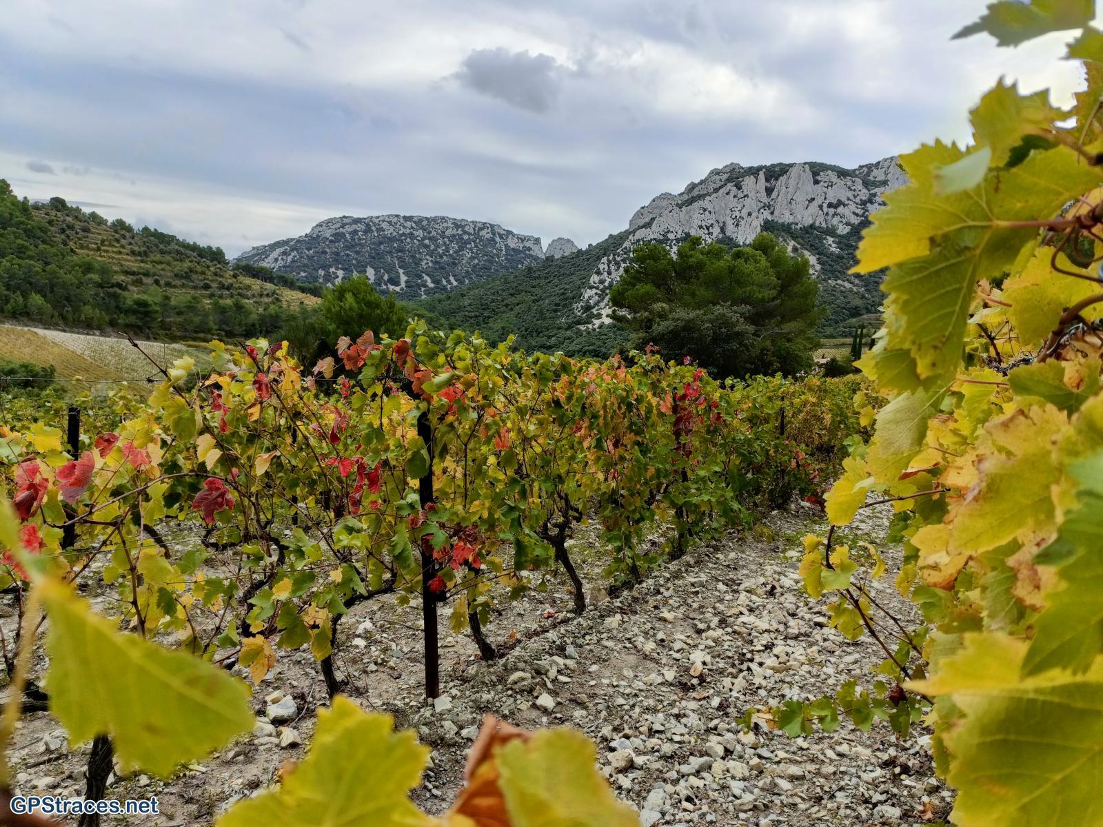 Vaucluse-Les dentelles de Montmirail–0