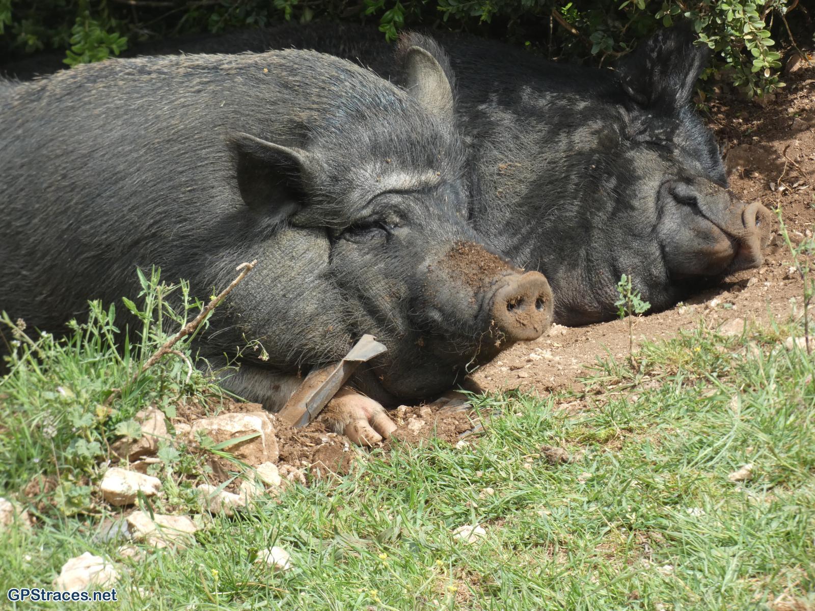 Les cochons des Barbéris