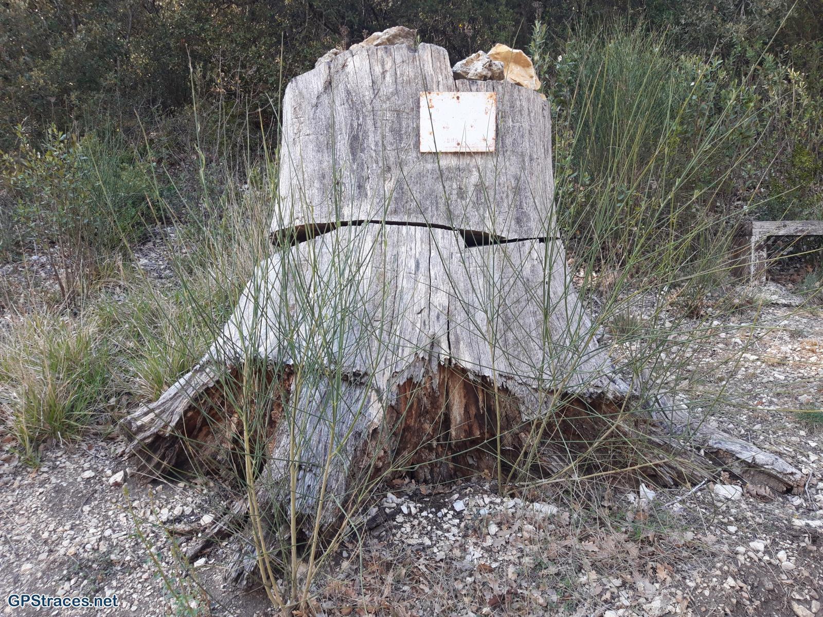 Le chêne de valbigonce