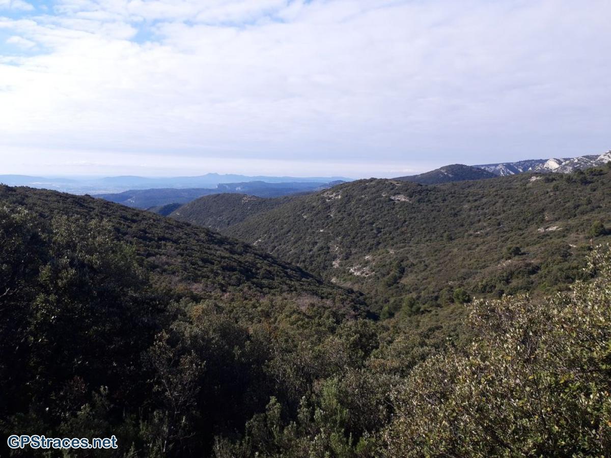 Vaucluse-Lubéron - Pic de l'Aigle - Forêt de cèdres–5