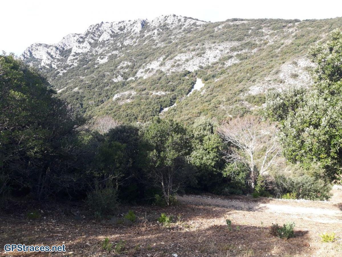 Vaucluse-Lubéron - Pic de l'Aigle - Forêt de cèdres–1