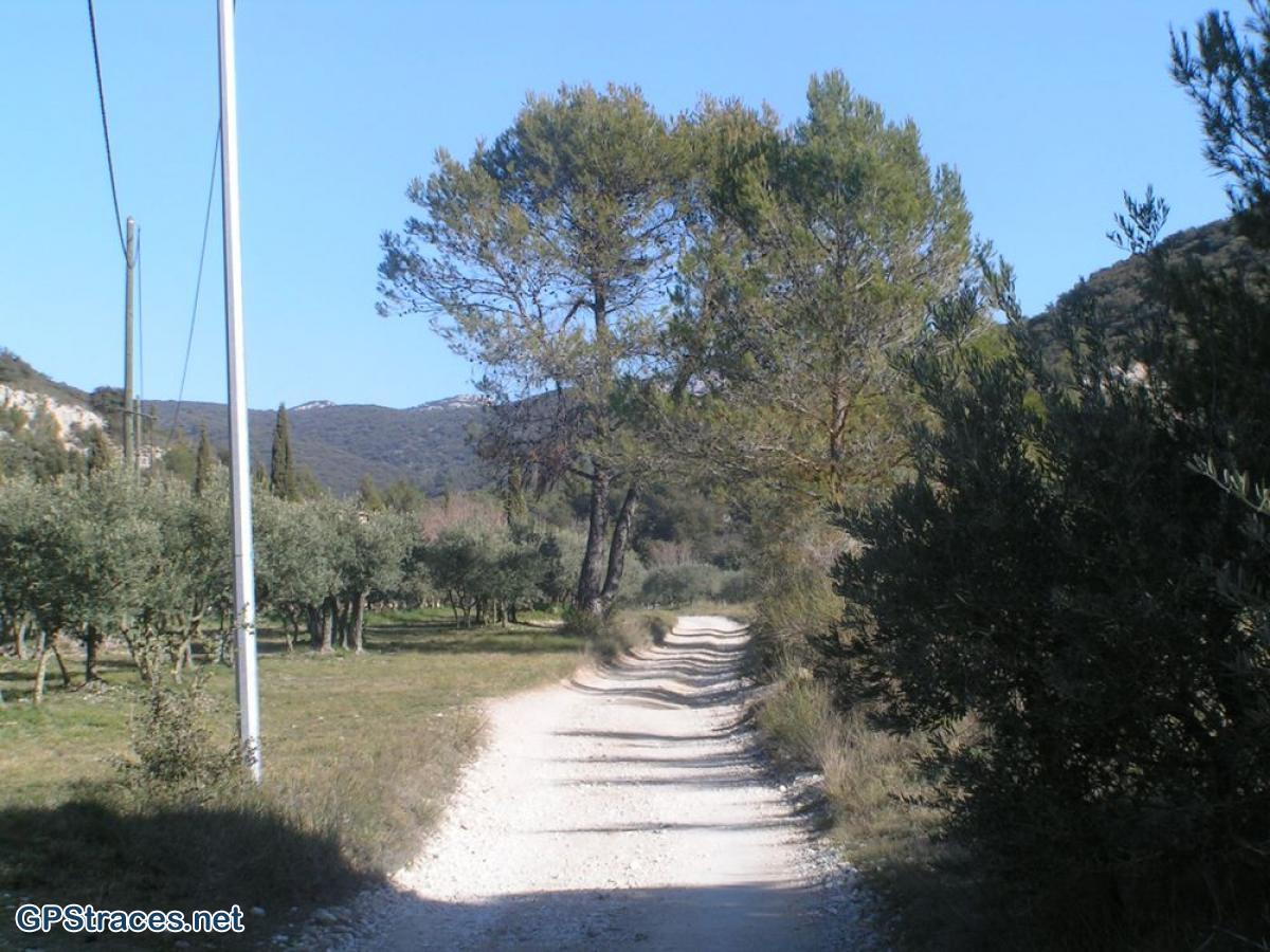 Vaucluse-Lubéron - Pic de l'Aigle - Forêt de cèdres–0