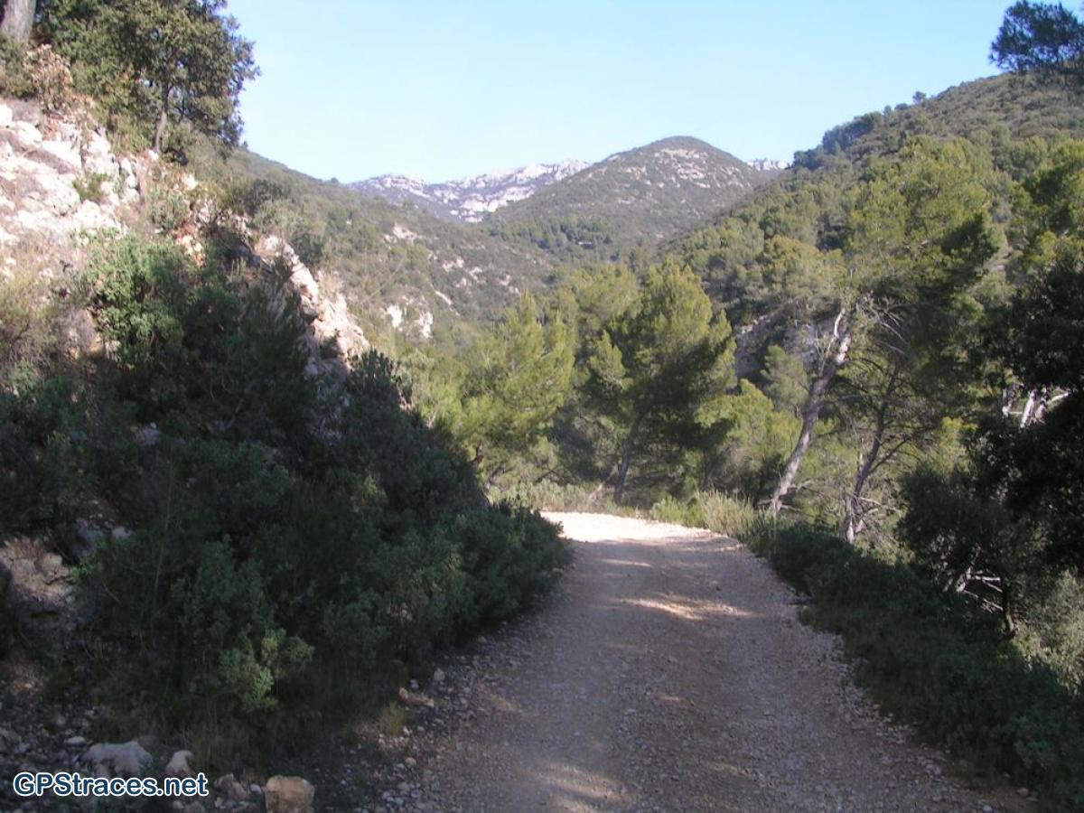 Vaucluse-Lubéron - Pic de l'Aigle - Forêt de cèdres–2