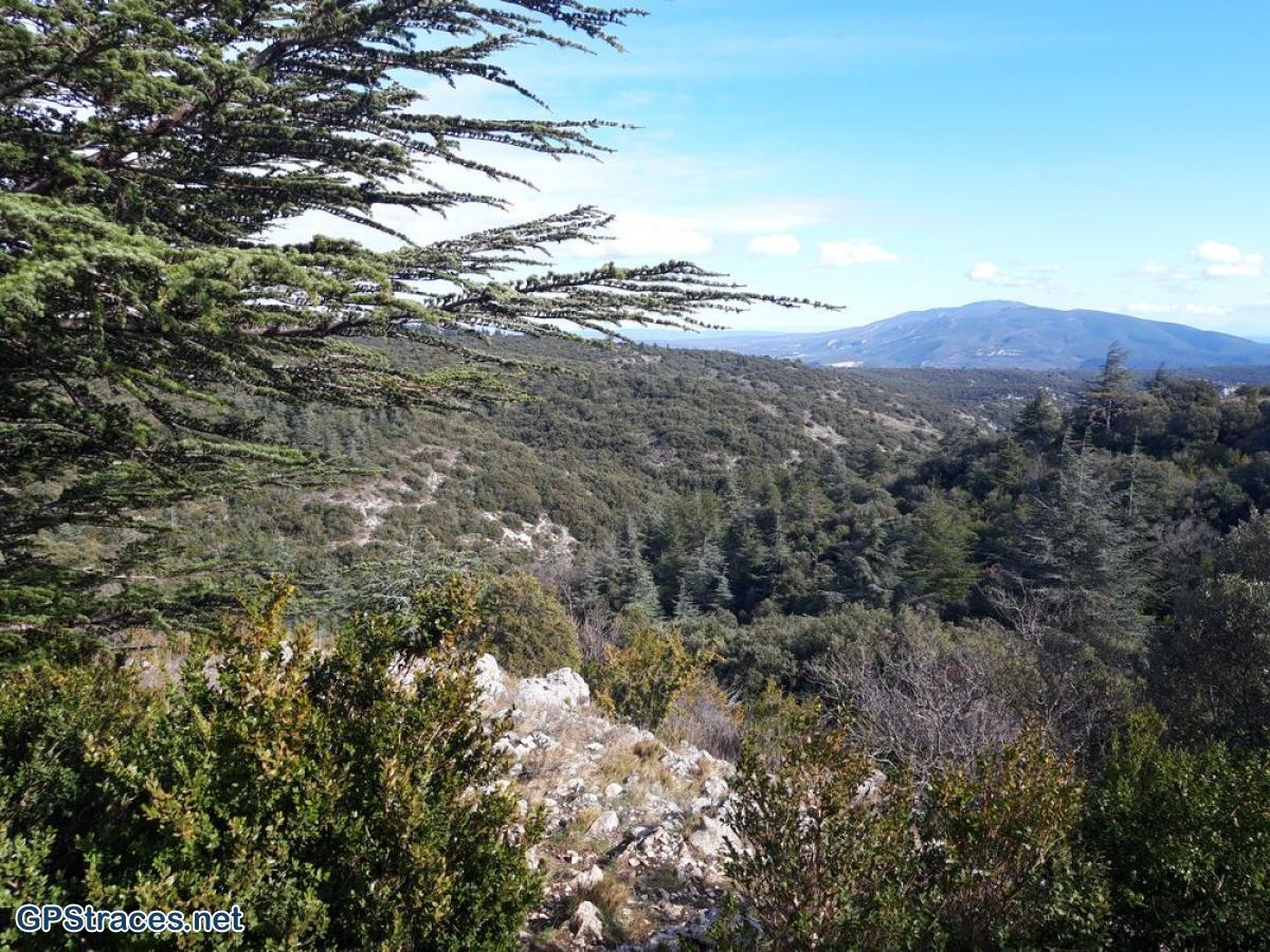 Vaucluse-Lubéron - Pic de l'Aigle - Forêt de cèdres–7