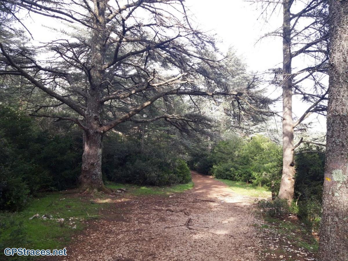 Vaucluse-Lubéron - Pic de l'Aigle - Forêt de cèdres–10