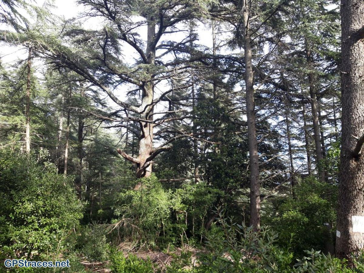 Vaucluse-Lubéron - Pic de l'Aigle - Forêt de cèdres–11