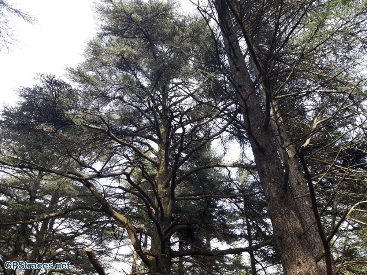 Vaucluse-Lubéron - Pic de l'Aigle - Forêt de cèdres–12