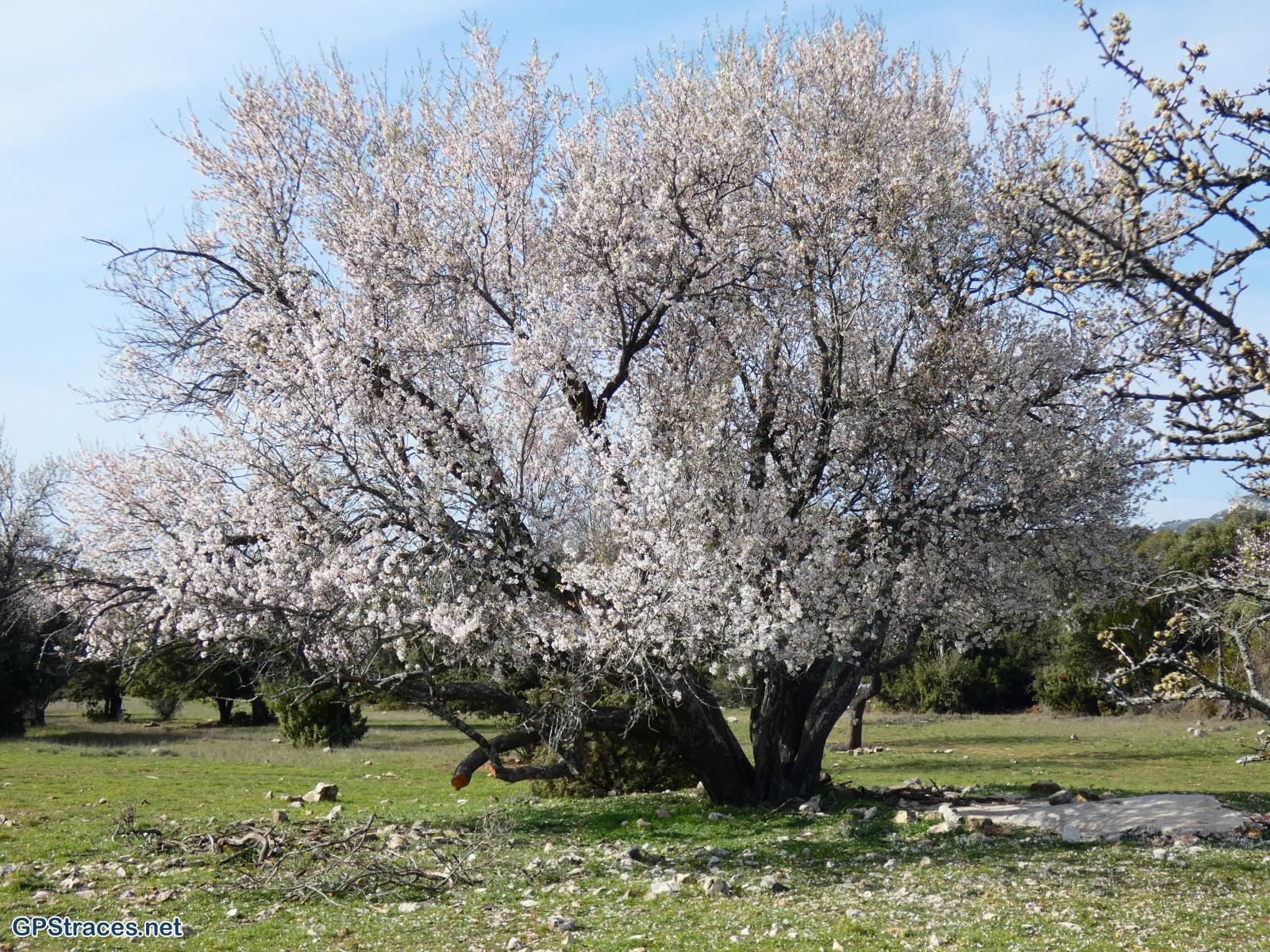Vaucluse-Lubéron - Régalon - Tête des Buisses–13