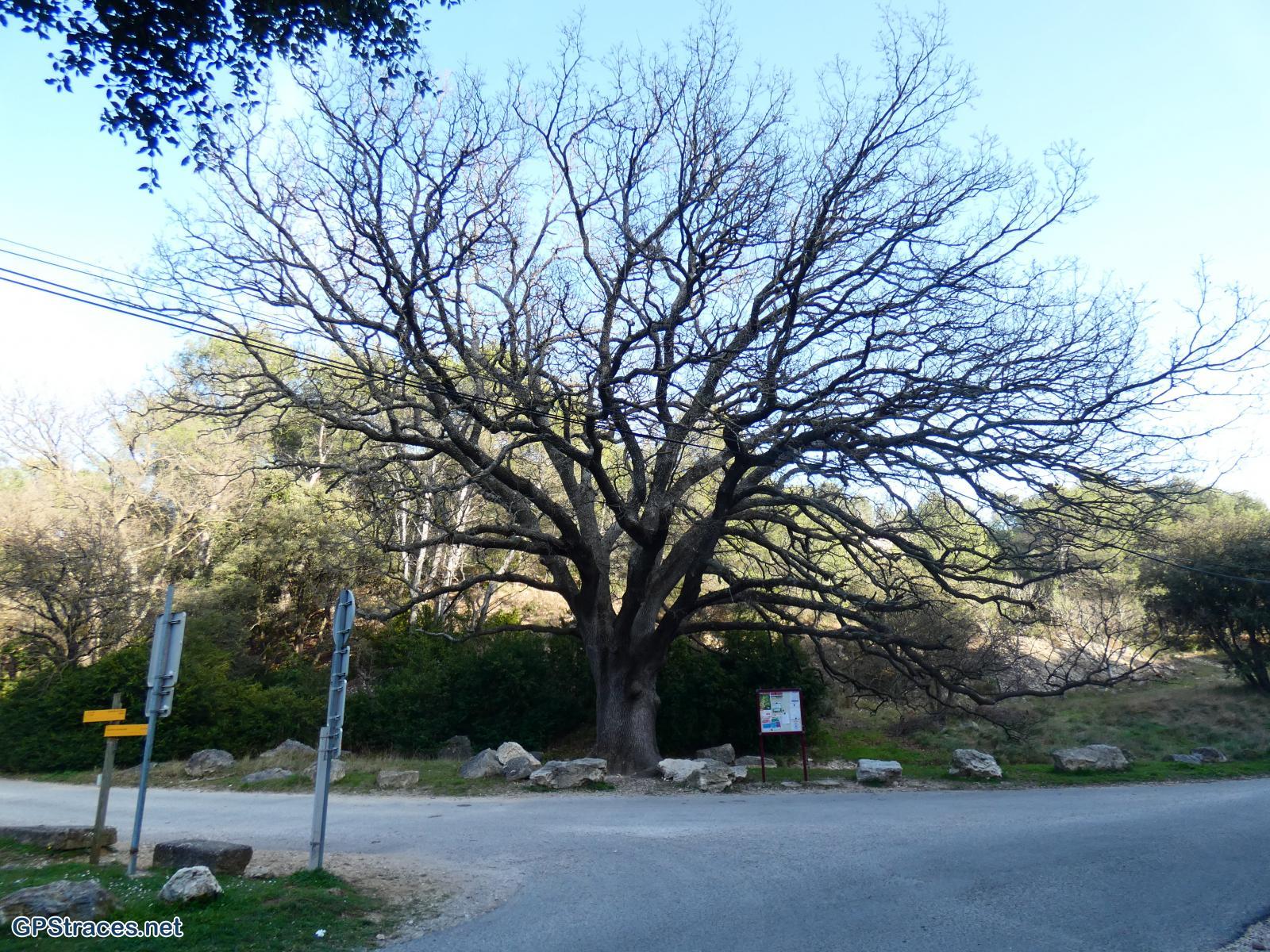 Vaucluse-Lubéron - Régalon - Tête des Buisses–18