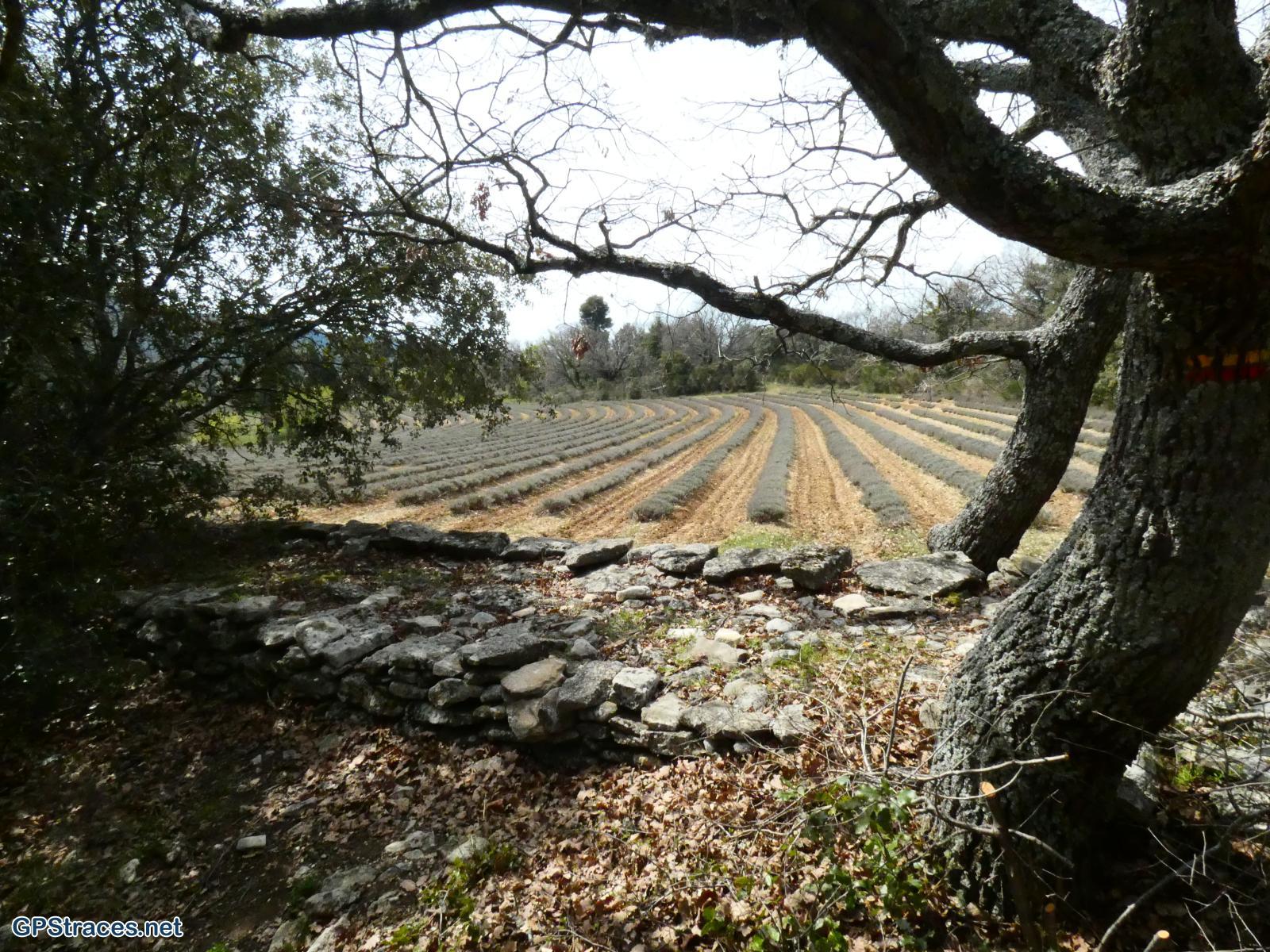 Vaucluse-Luberon - Sivergues - Autour de l'Aigue Brun–4