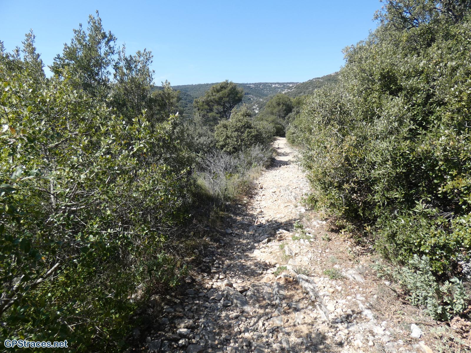 Vaucluse-Lubéron - Tour Philippe - Le Portalas - Forêt de cèdres–6