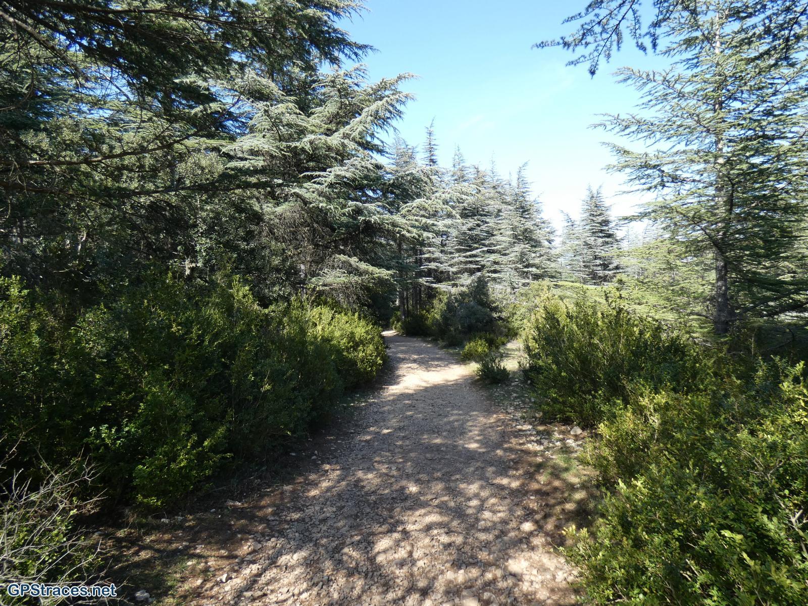 Vaucluse-Lubéron - Tour Philippe - Le Portalas - Forêt de cèdres–16