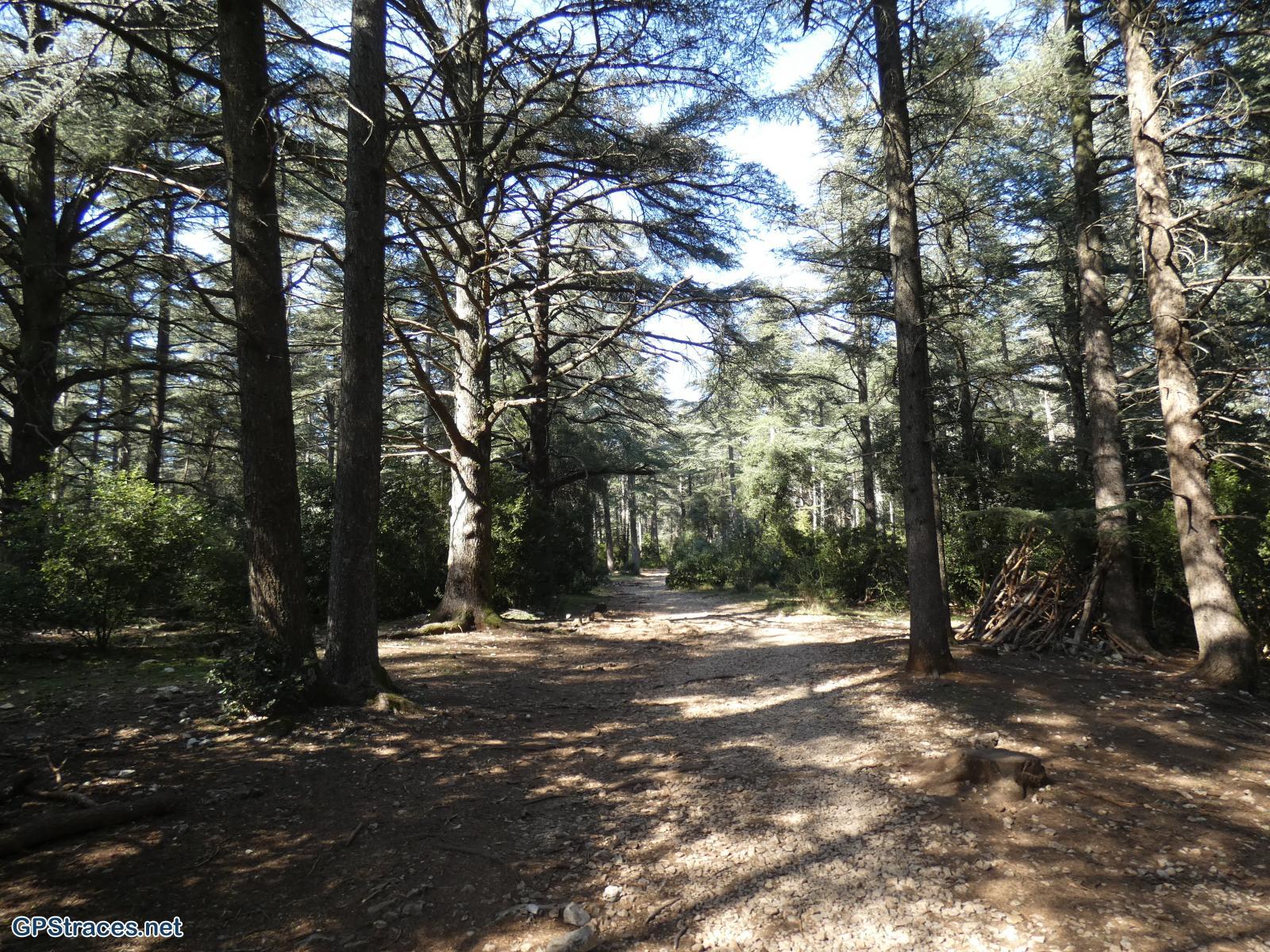 Vaucluse-Lubéron - Tour Philippe - Le Portalas - Forêt de cèdres–17