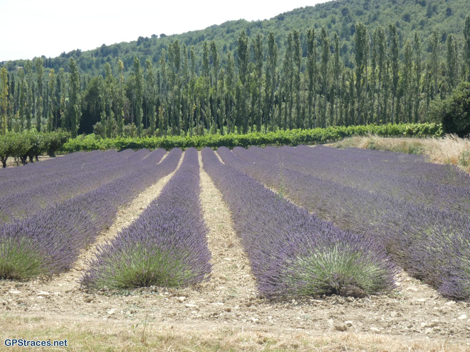 Vaucluse-De Malaucène au Col de la Chaîne–4