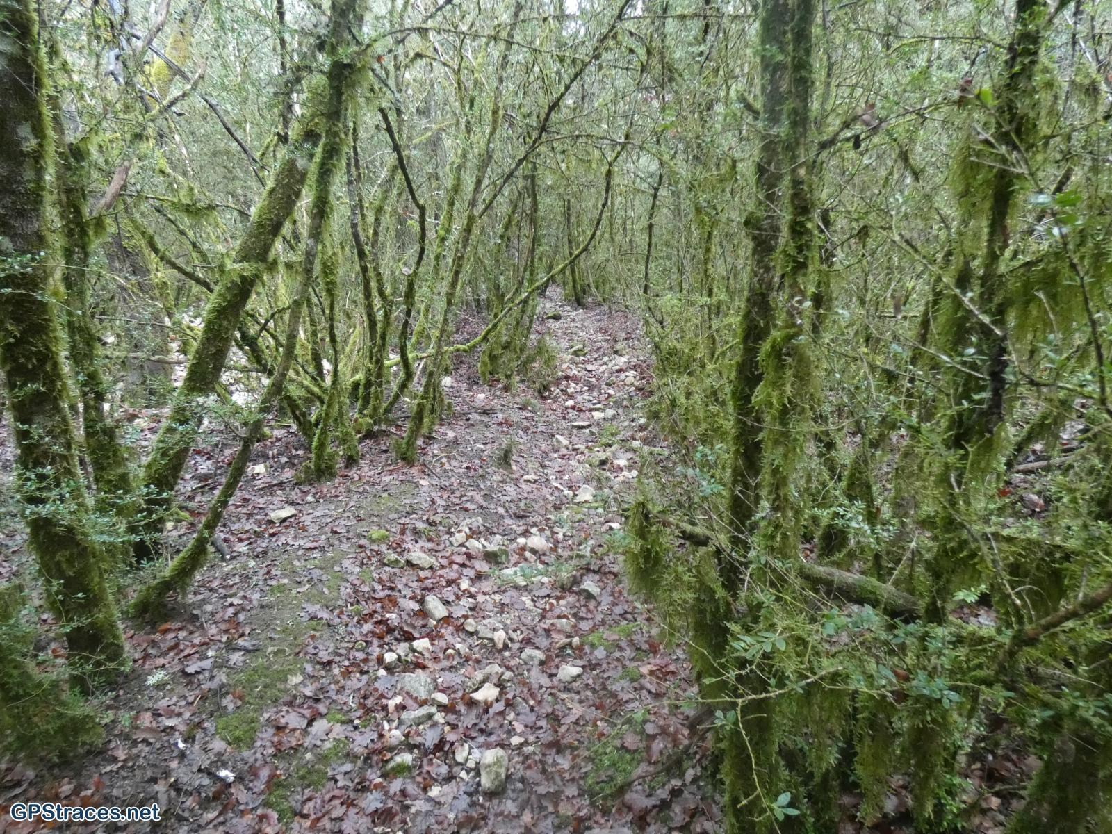 Du lichen