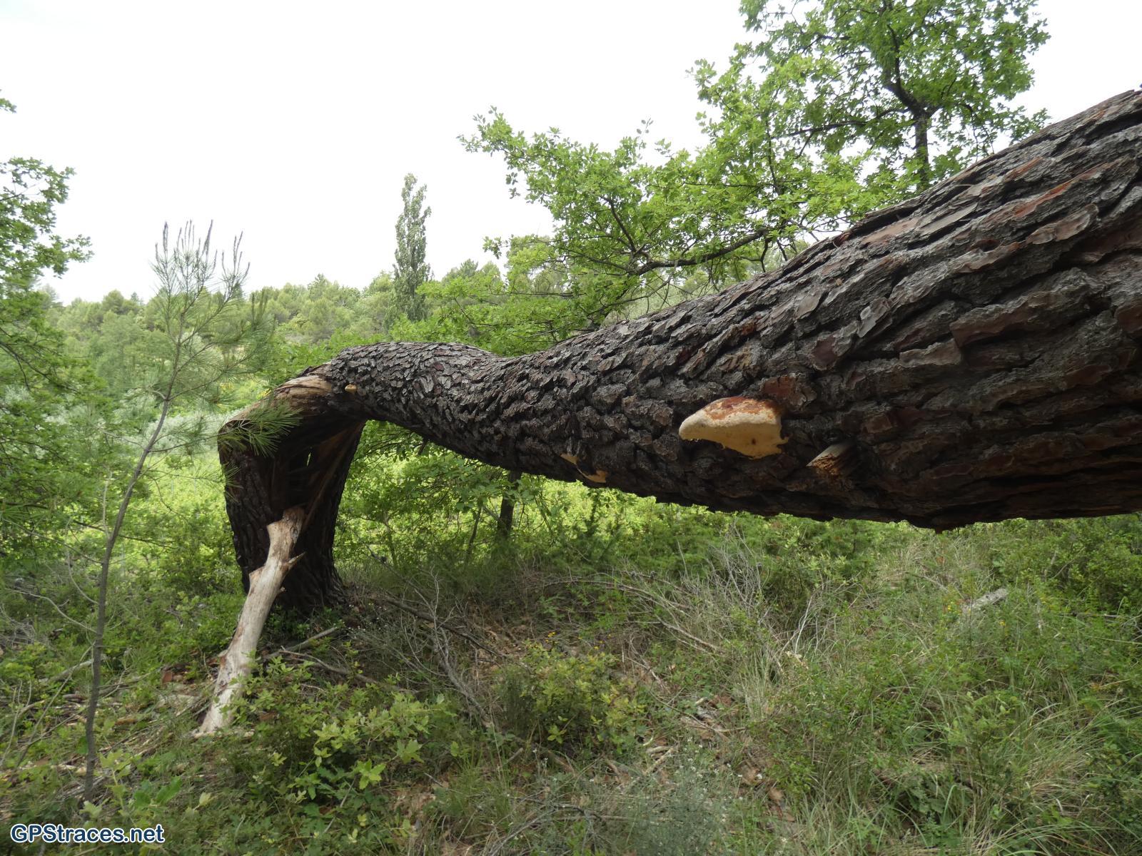 Vaucluse-Les ocres de Mormoiron–9