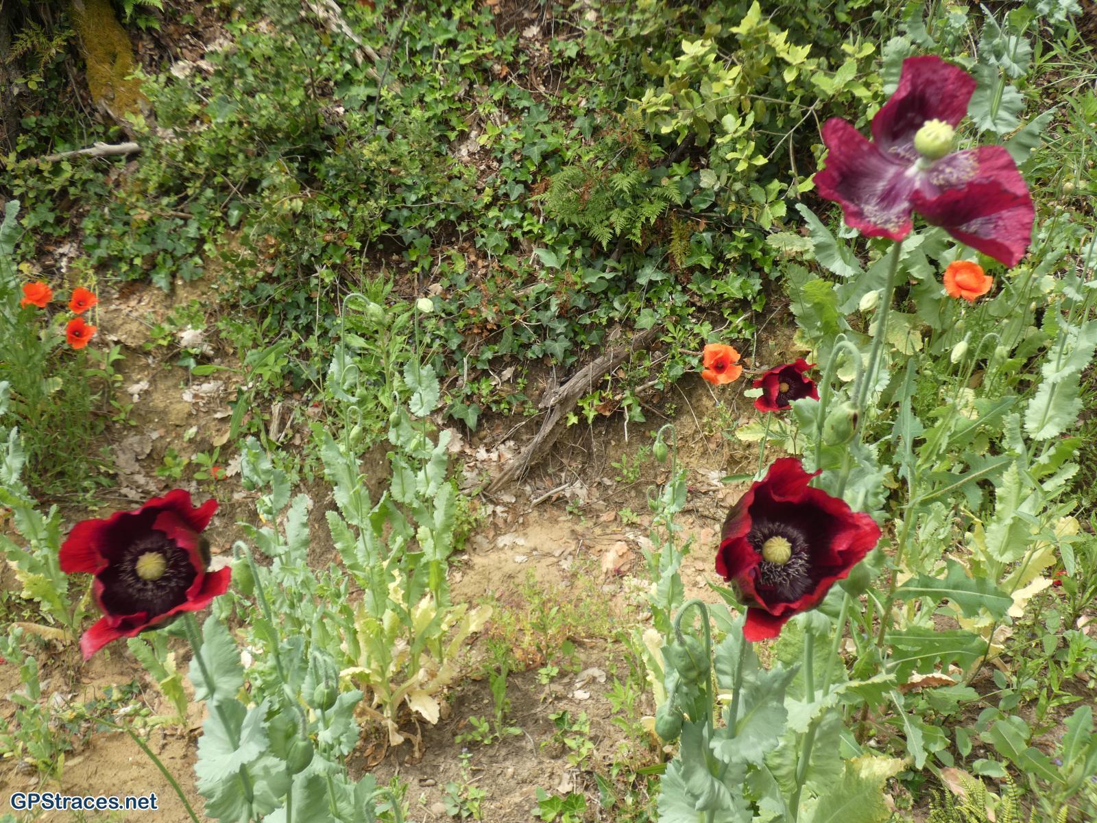 Un petit champ de pavots
