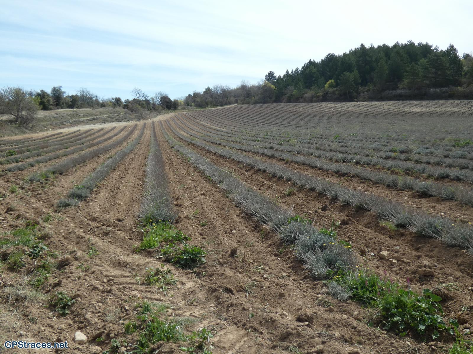 Vaucluse-Saignon - Le plateau des Claparèdes–1