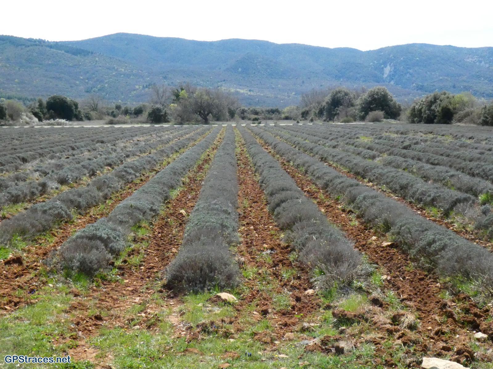 Le plateau des Claparèdes