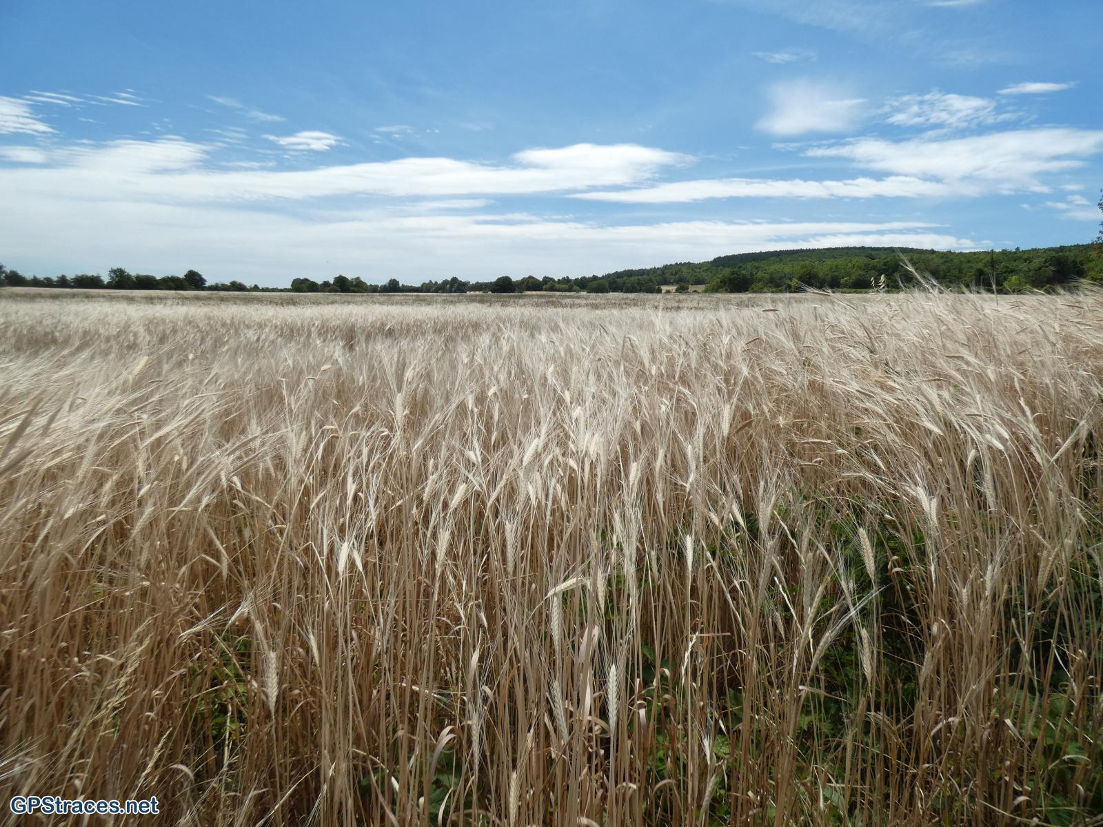 Vaucluse-Saint-Christol d'Albion - Le Grand Bois–2