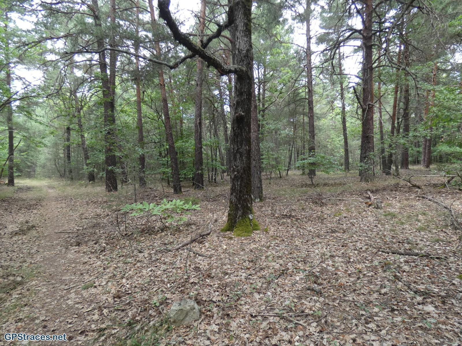 Vaucluse-Saint-Christol d'Albion - Le Grand Bois–9