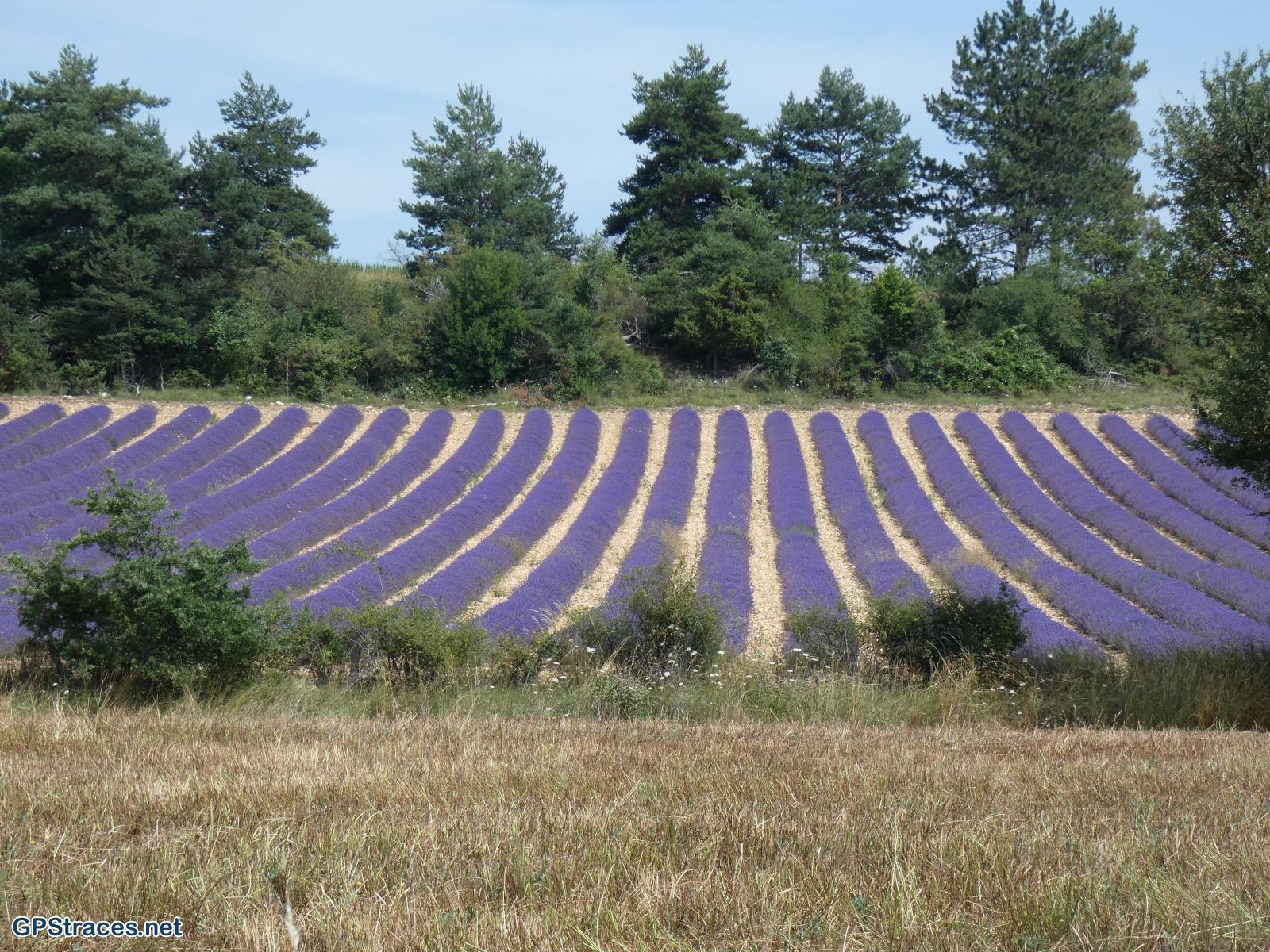 Vaucluse-Sault - Aurel–6