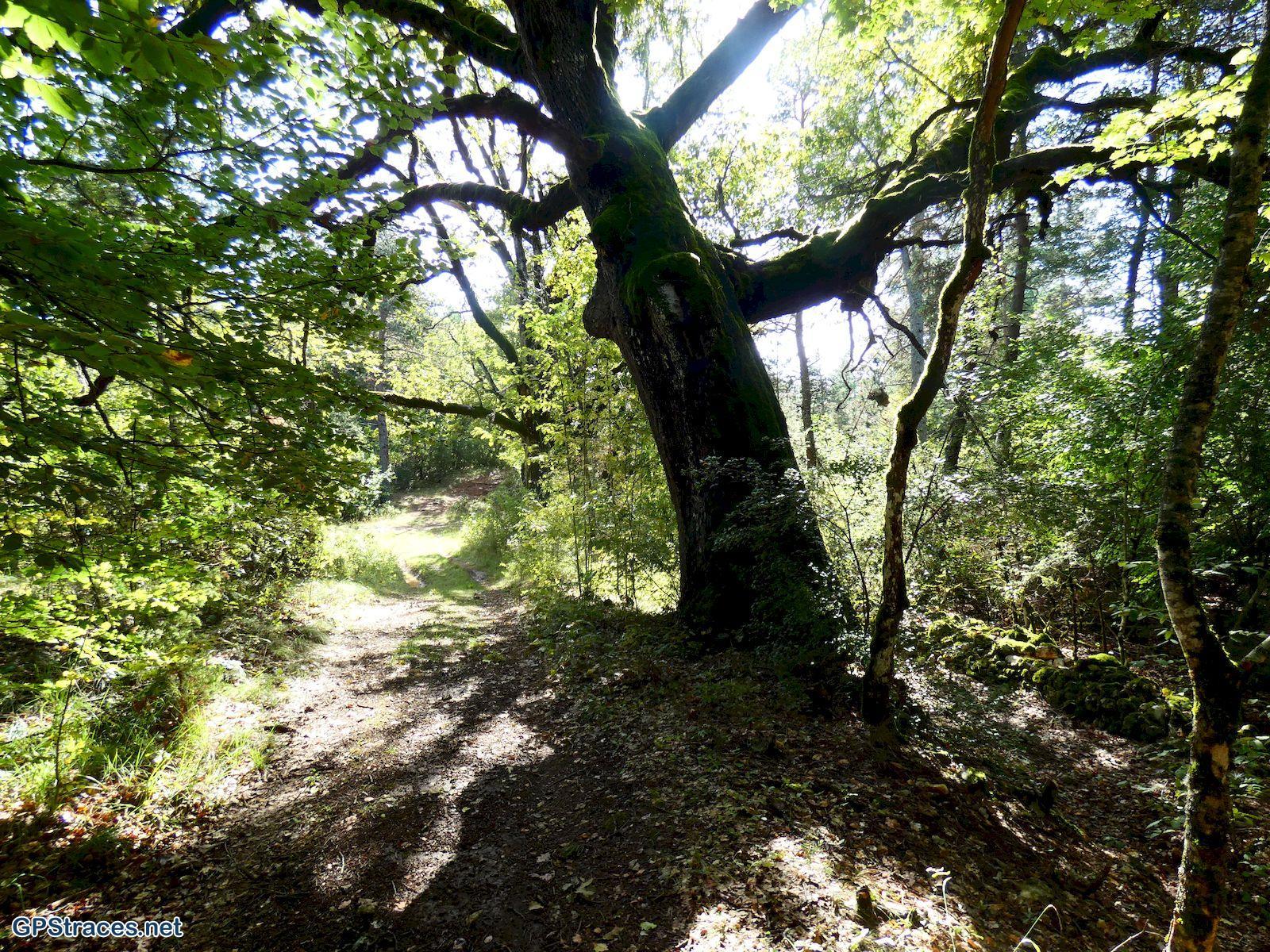 Vaucluse-Sault - Aurel - Saint Trinit–13
