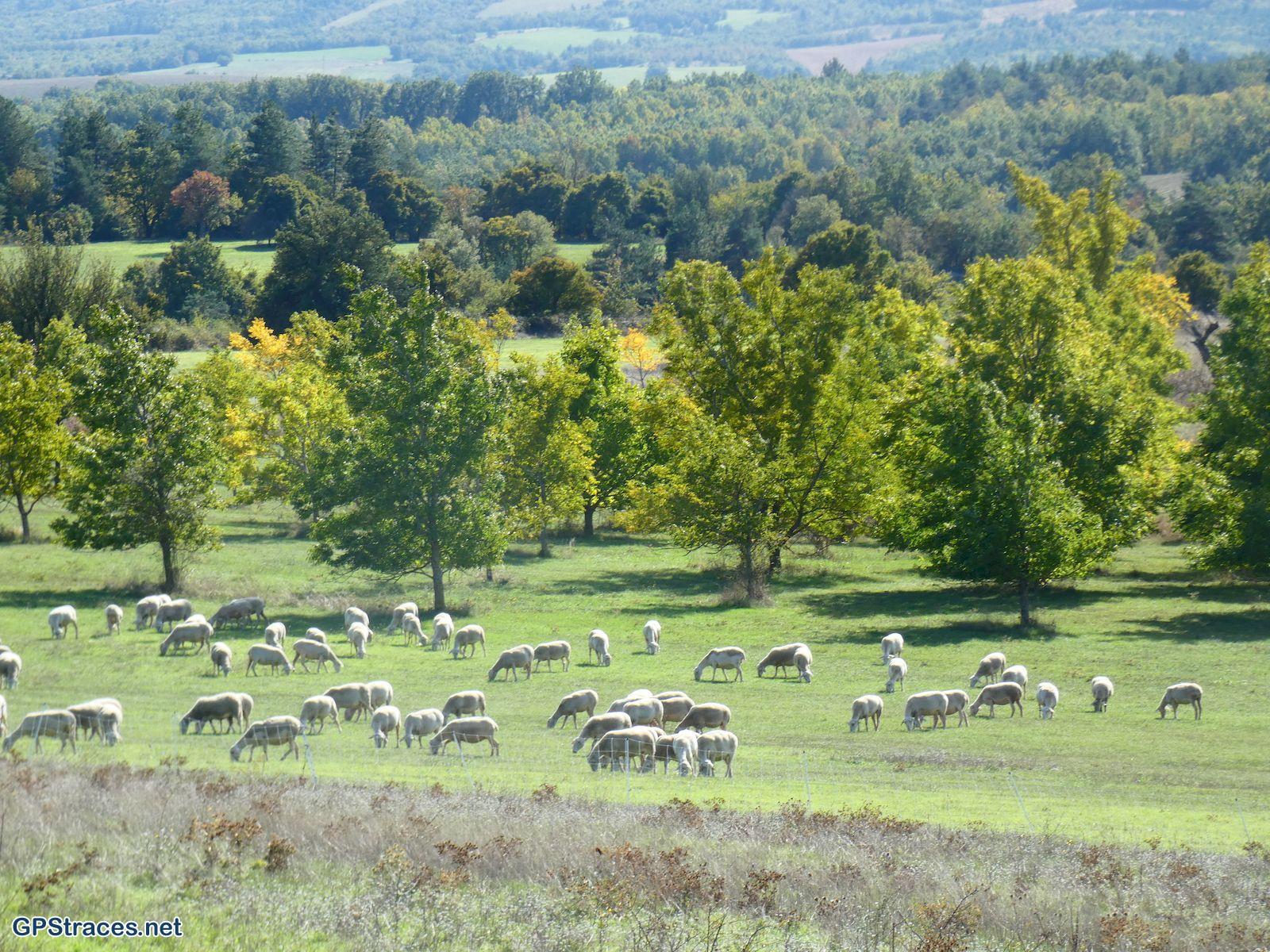 Scène pastorale