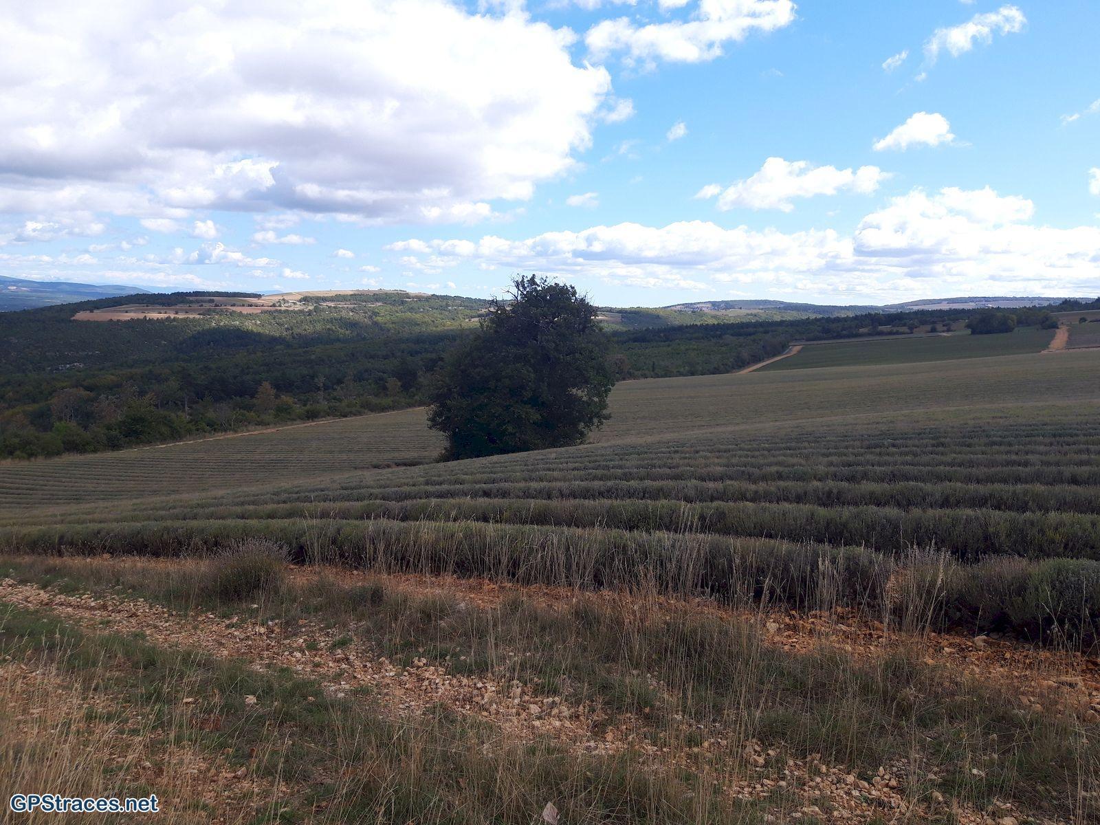 Vaucluse-Sault - Les Fayettes–3
