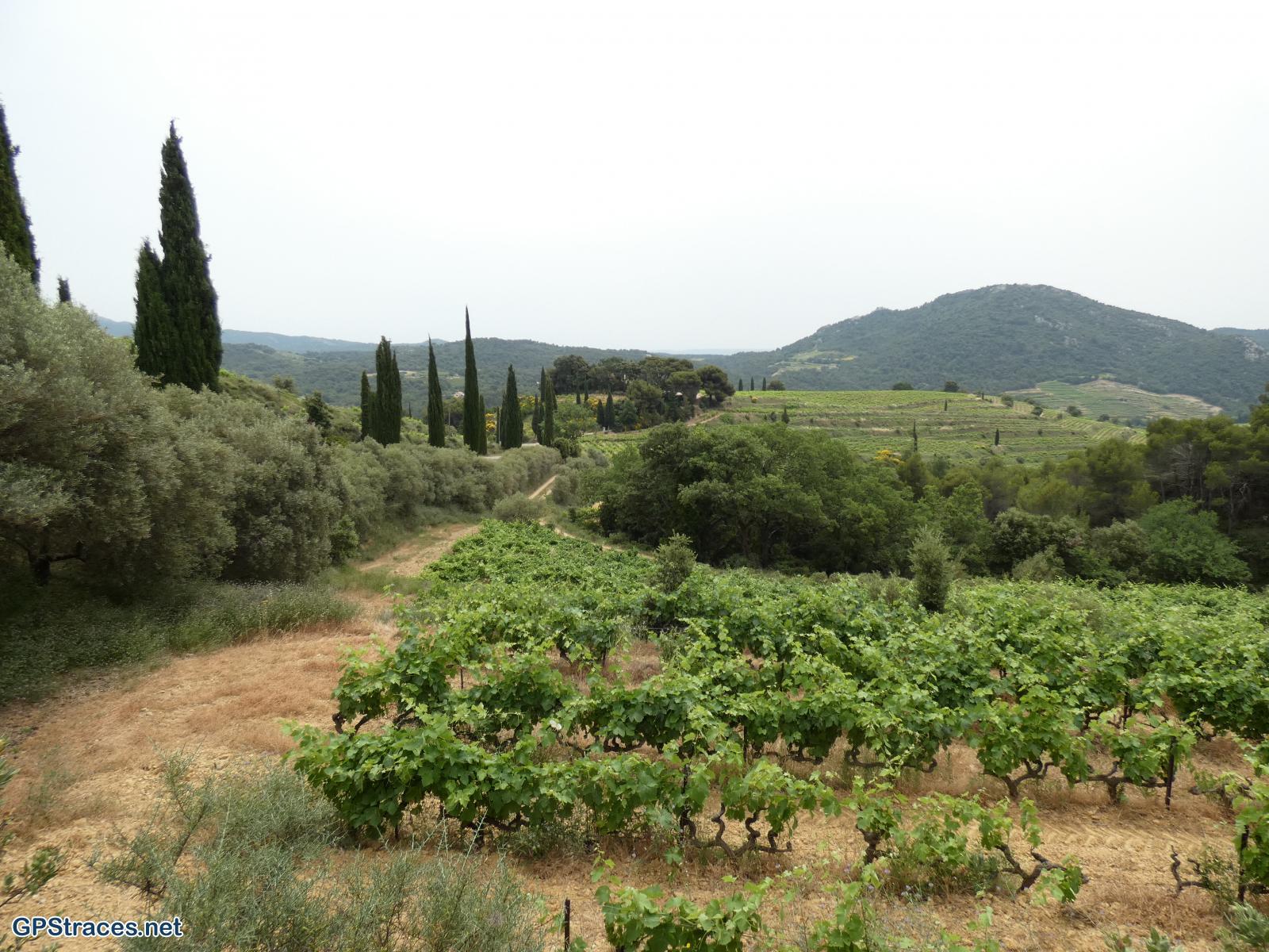 Vaucluse-Suzette - Lafare–0